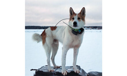 Orrbackens King Karhu