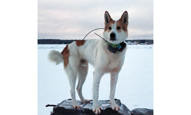 Orrbackens King Karhu