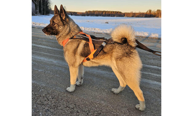 Jämtmyrens Grå Diza