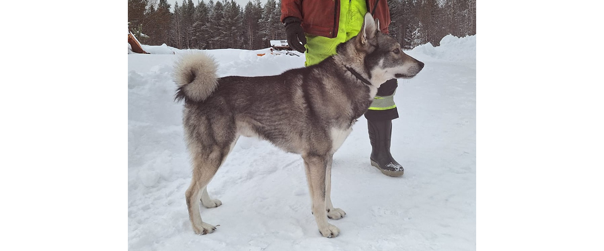 Dövelbergets Harry